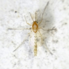 Chironomidae