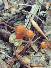 Marasmius sullivantii