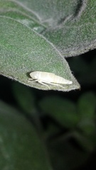 Graphocephala atropunctata