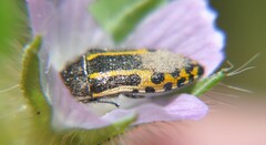 Acmaeodera scalaris