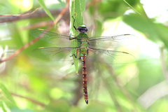 Anax longipes