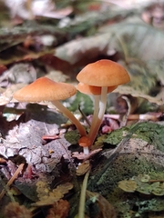 Marasmius sullivantii