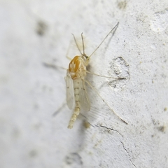 Chironomidae