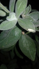 Graphocephala atropunctata