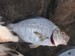 Amphistichus argenteus