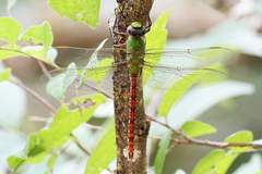 Anax longipes