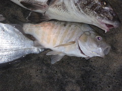 Amphistichus argenteus