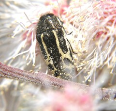 Acmaeodera scalaris