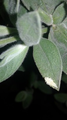 Graphocephala atropunctata