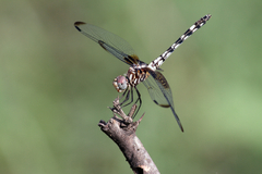 Dythemis fugax