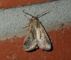 Spodoptera depravata