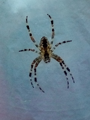 Araneus cavaticus