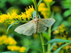 Herpetogramma aquilonalis