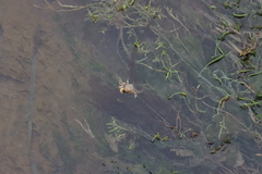 Hemigrapsus oregonensis