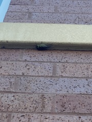 Megatibicen pronotalis