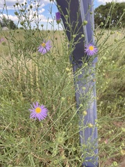 Dieteria canescens