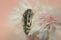 Acmaeodera scalaris