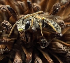 Halictus ligatus