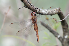 Pantala hymenaea