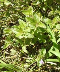 Clinopodium vulgare