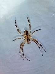 Araneus cavaticus