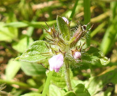 Clinopodium vulgare