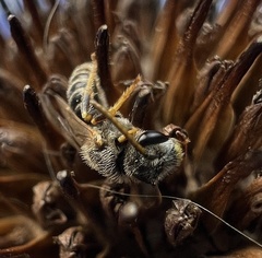 Halictus ligatus
