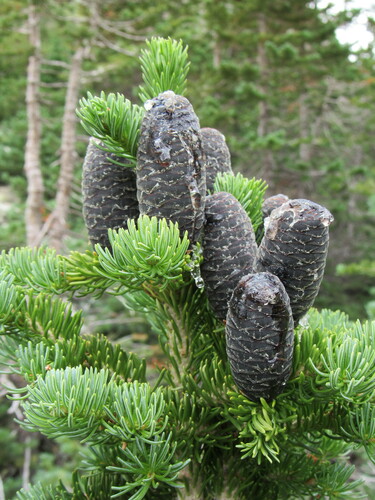 subalpine fir (Abies lasiocarpa)