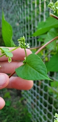 Fallopia