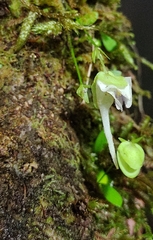 Utricularia jamesoniana