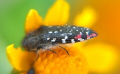 Acmaeodera venusta
