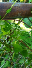 Fallopia
