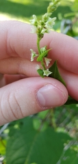 Fallopia