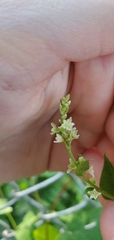 Fallopia