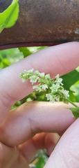 Fallopia