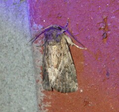 Spodoptera depravata