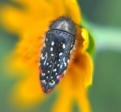 Acmaeodera venusta