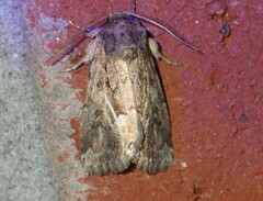 Spodoptera depravata