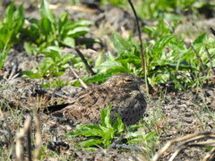 Chordeiles nacunda