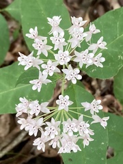 Asclepias quadrifolia