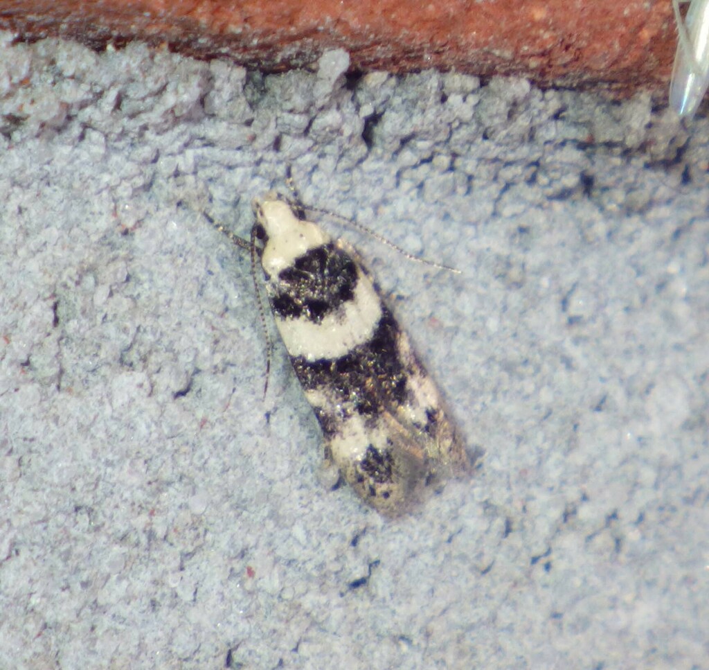 Nuntia incognitella
