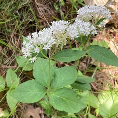 Asclepias quadrifolia