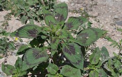 Amaranthus tricolor