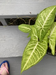 Syngonium