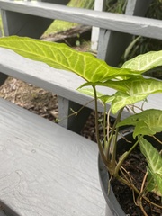 Syngonium