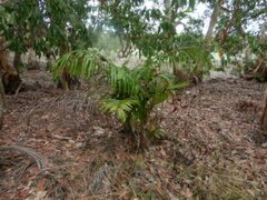 Ptychosperma macarthurii