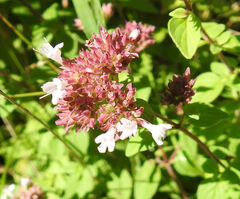Origanum vulgare