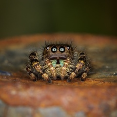 Phidippus audax