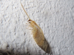 Hemerobiidae