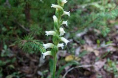 Spiranthes ochroleuca